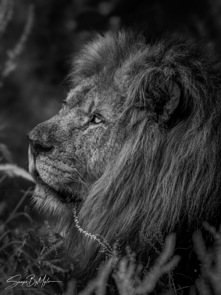 Lion Profile — 1 of 1