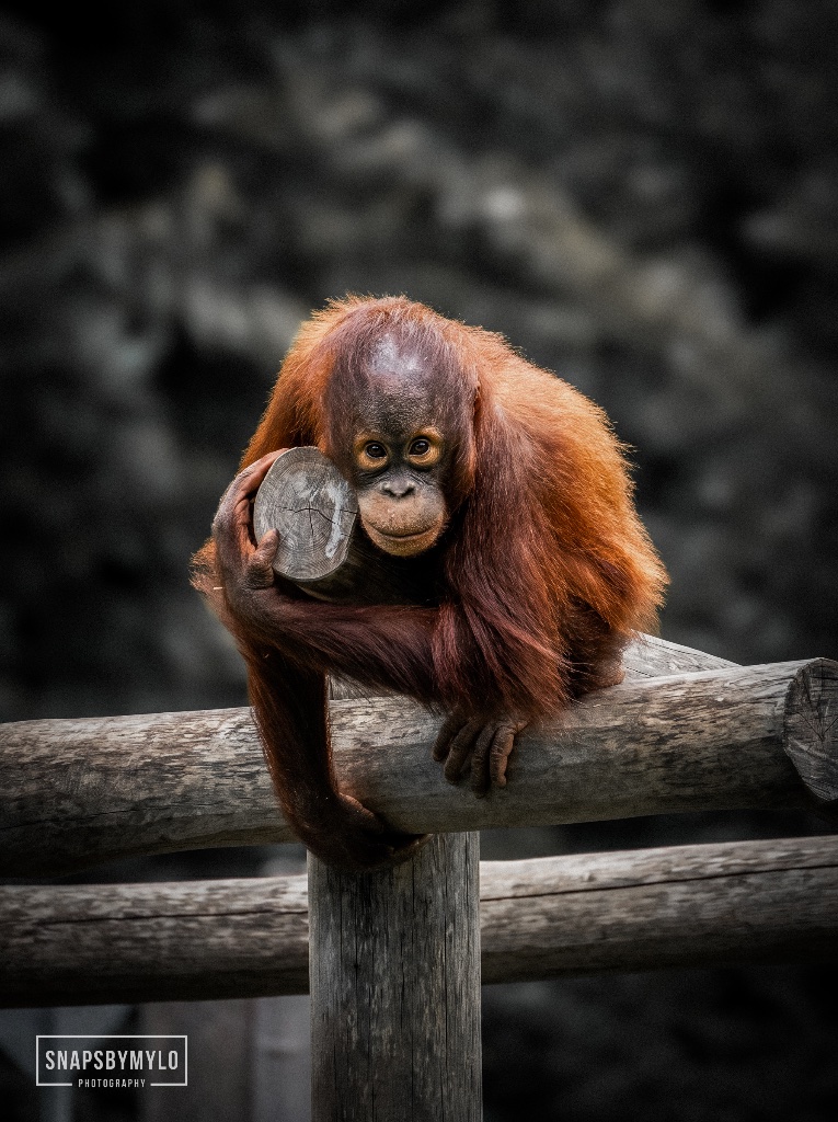Orangutan Reflection