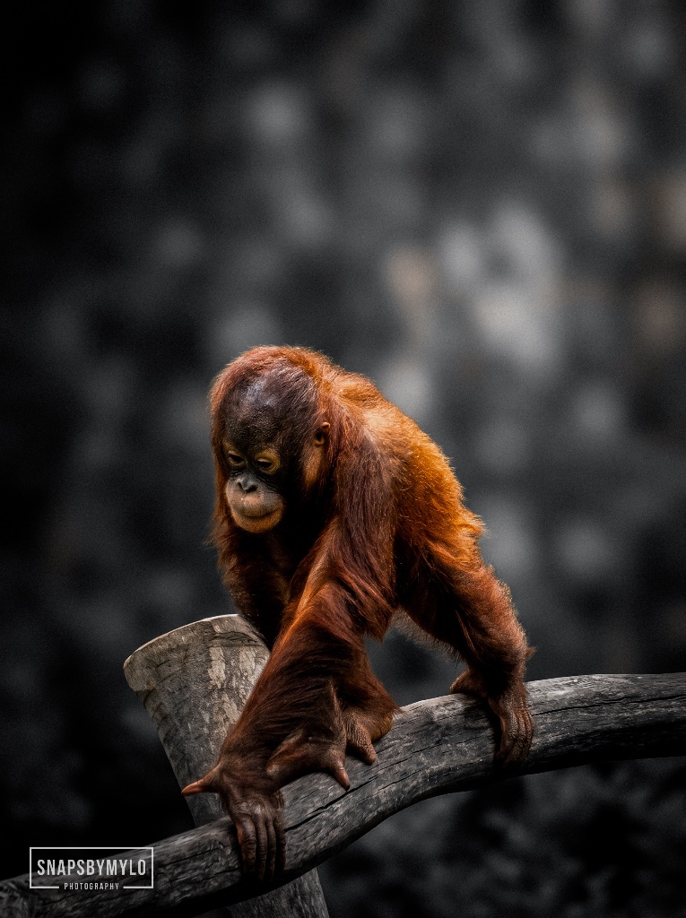 Orangutan Reach