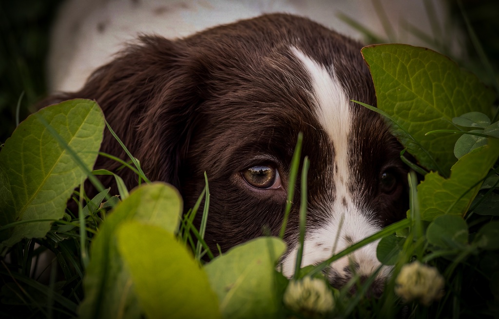 Falkor, a liver and white Cocker Spaniel conservation dog in training