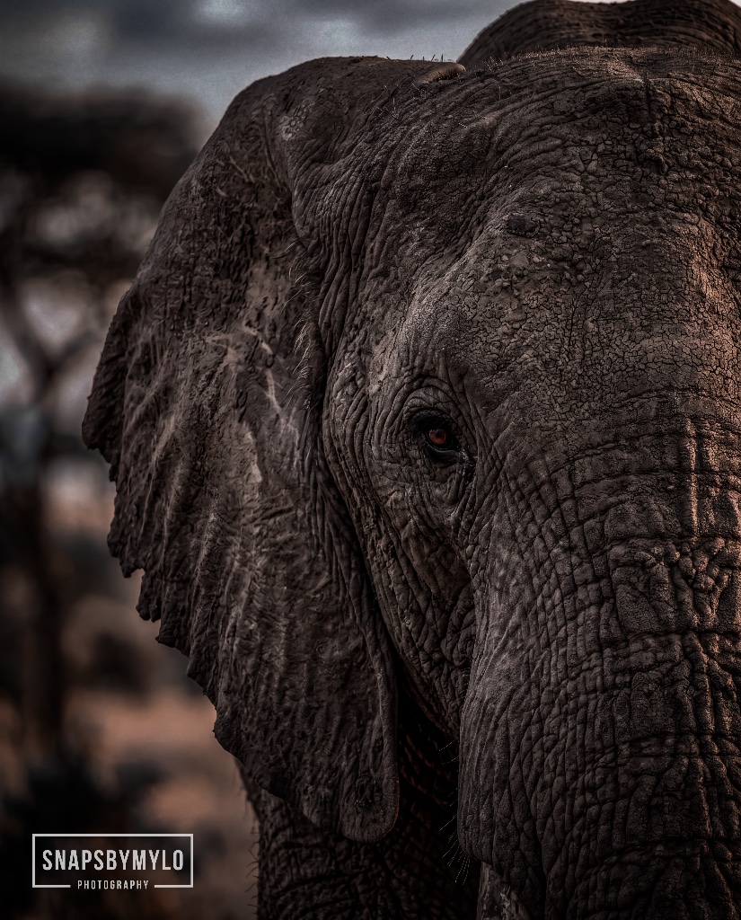 African Elephant