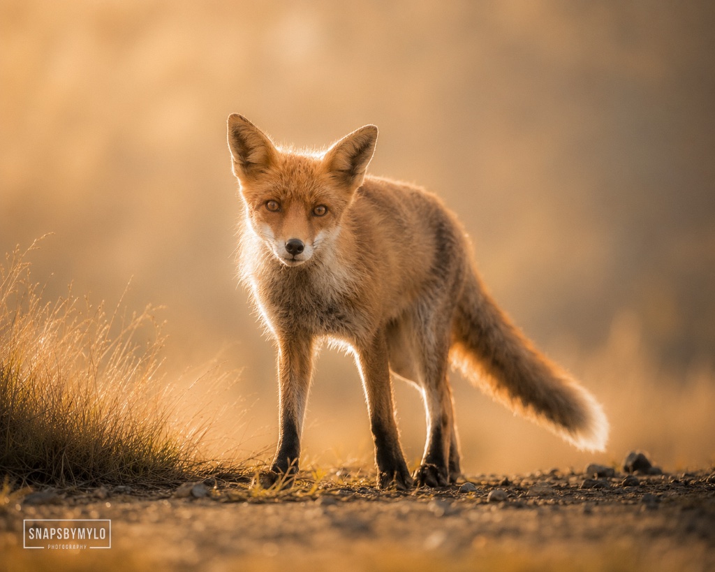 Red Fox
