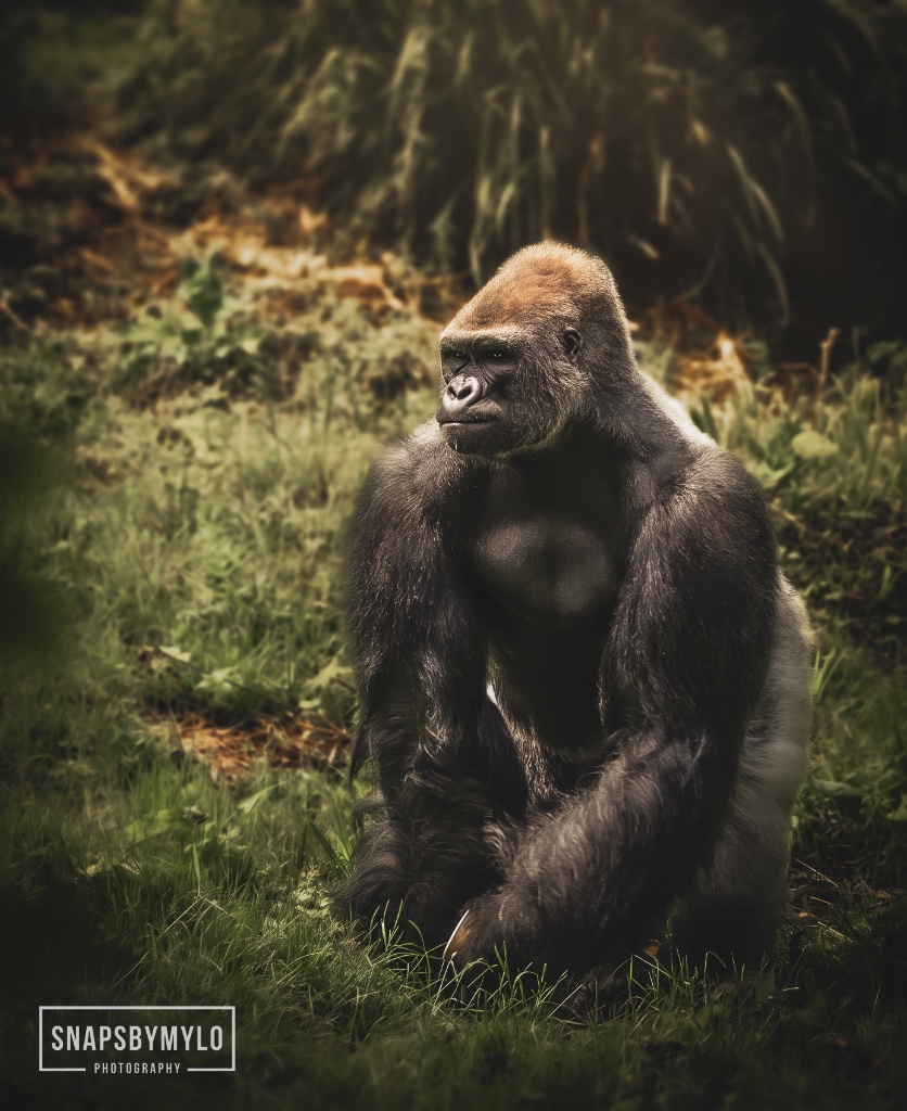 Gorilla