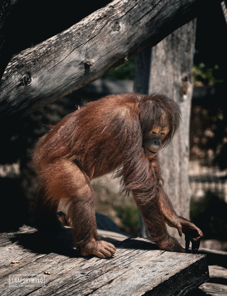 Orangutan