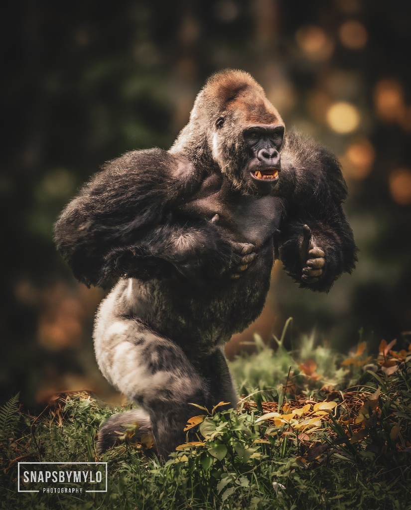Silverback Charge