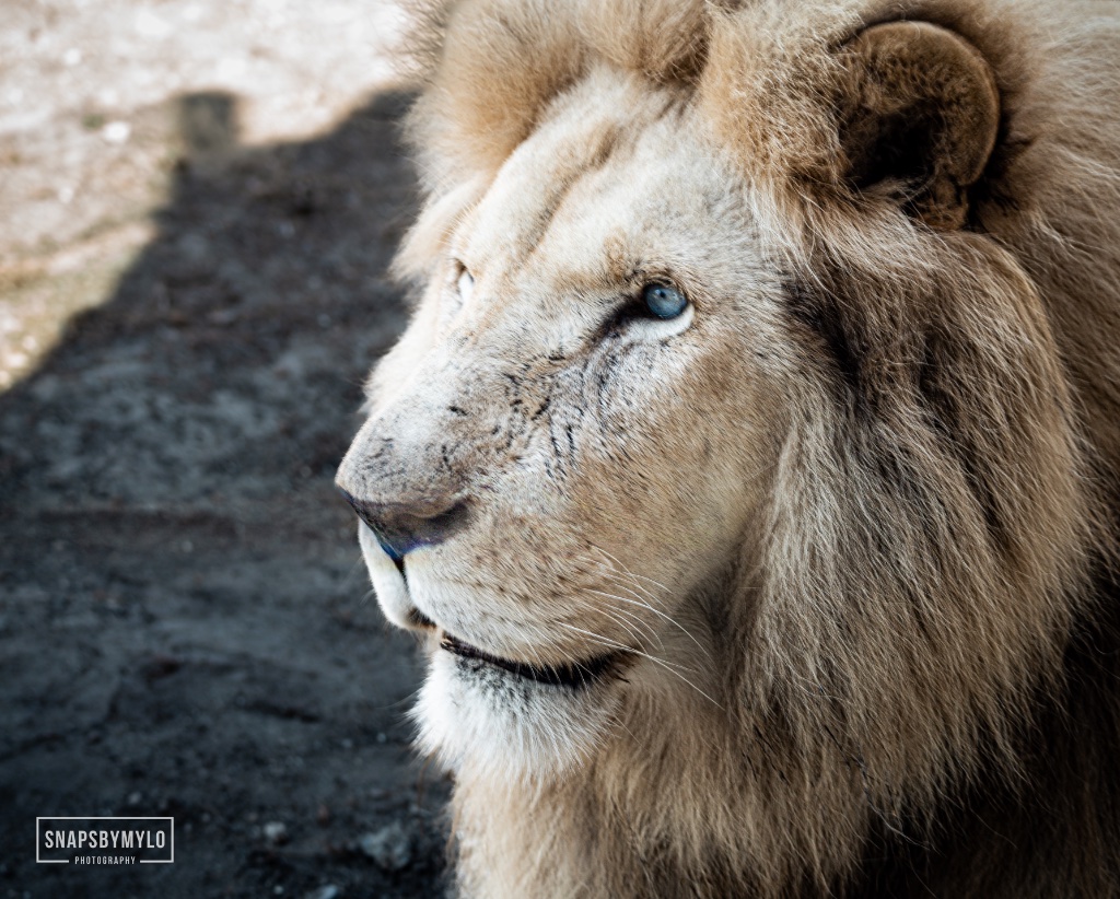 White Lion