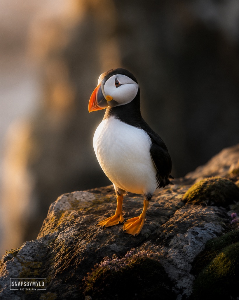 Puffin