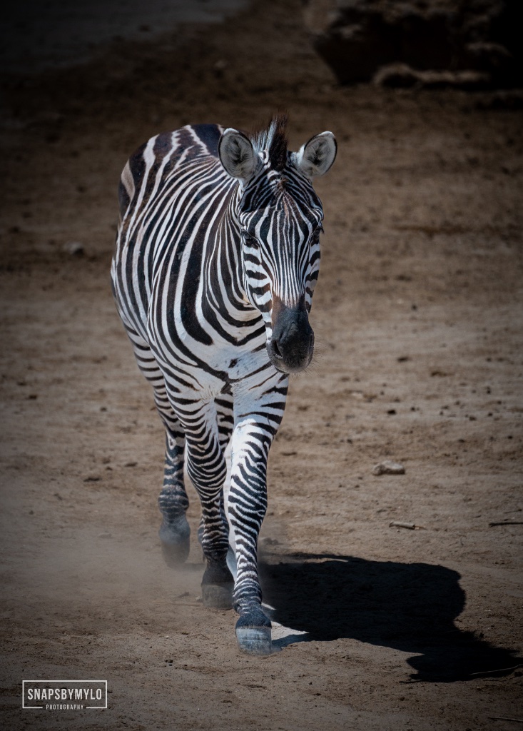 Zebra