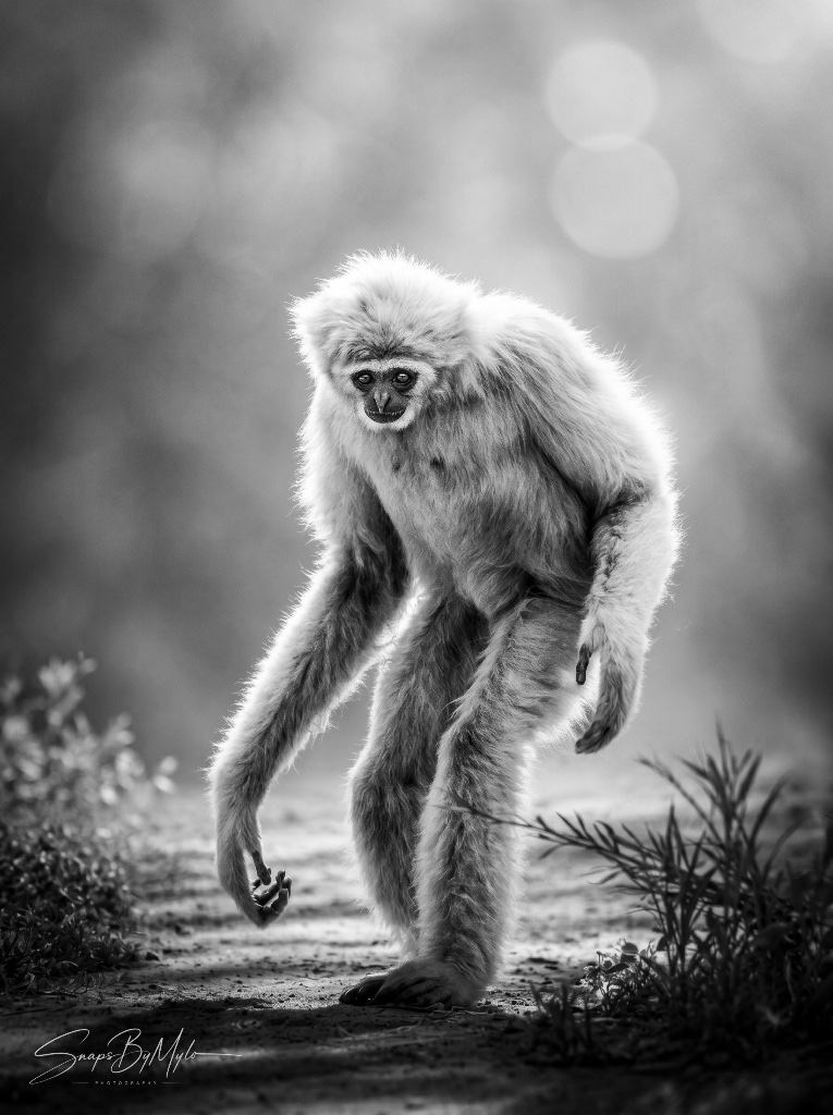 Standing Gibbon — 1 of 1