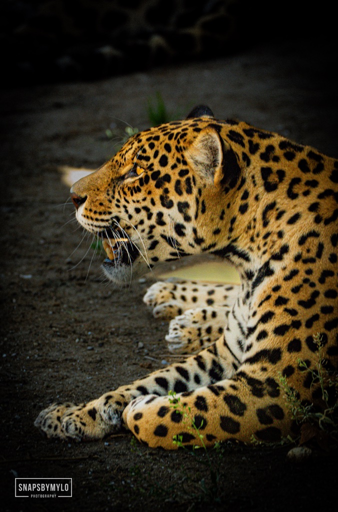 Jaguar
