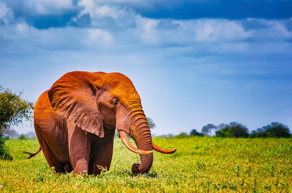 Tsavo Wilderness & Yatta Plateau Safari