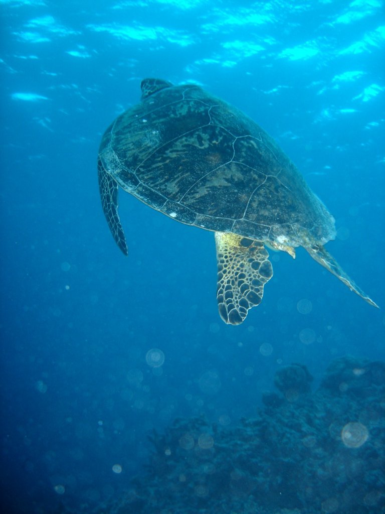 Watamu Marine Discovery