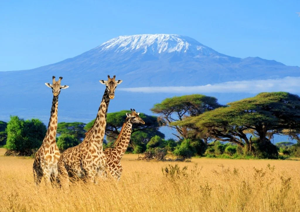 Mt Kilimanjaro Summit Expedition