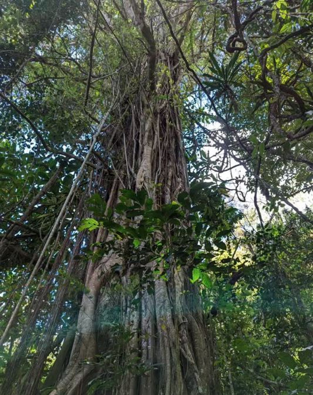 Kikuyu & Central Highlands Heritage Walk