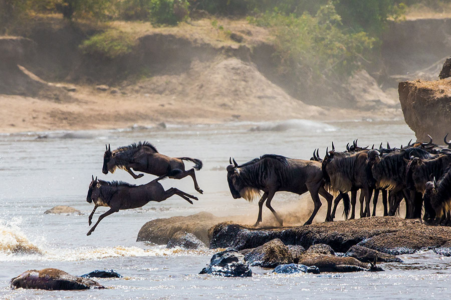 The Great Migration Safari