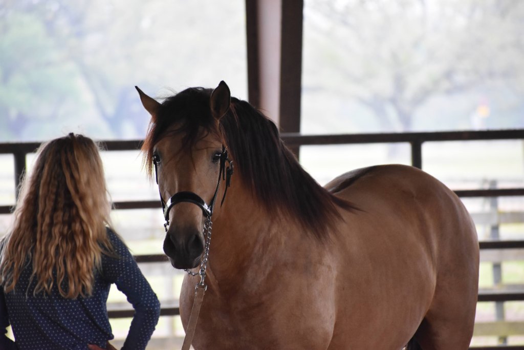 Rider's hand gently holding leather reins, showing the delicate connection through touch
