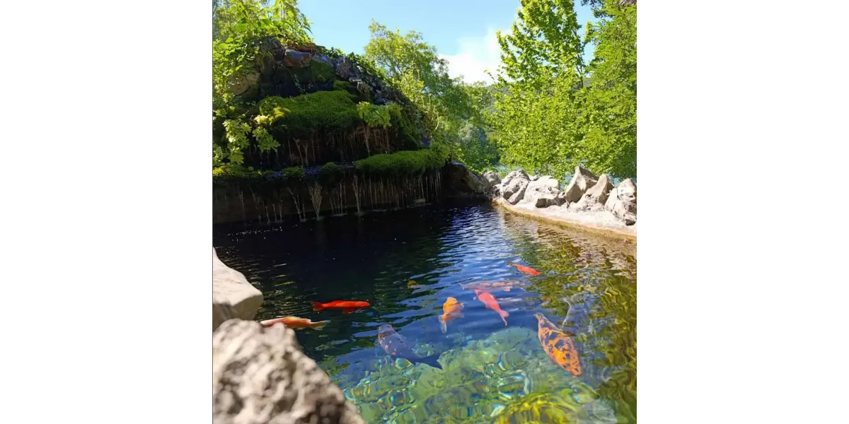 Koi carp pond