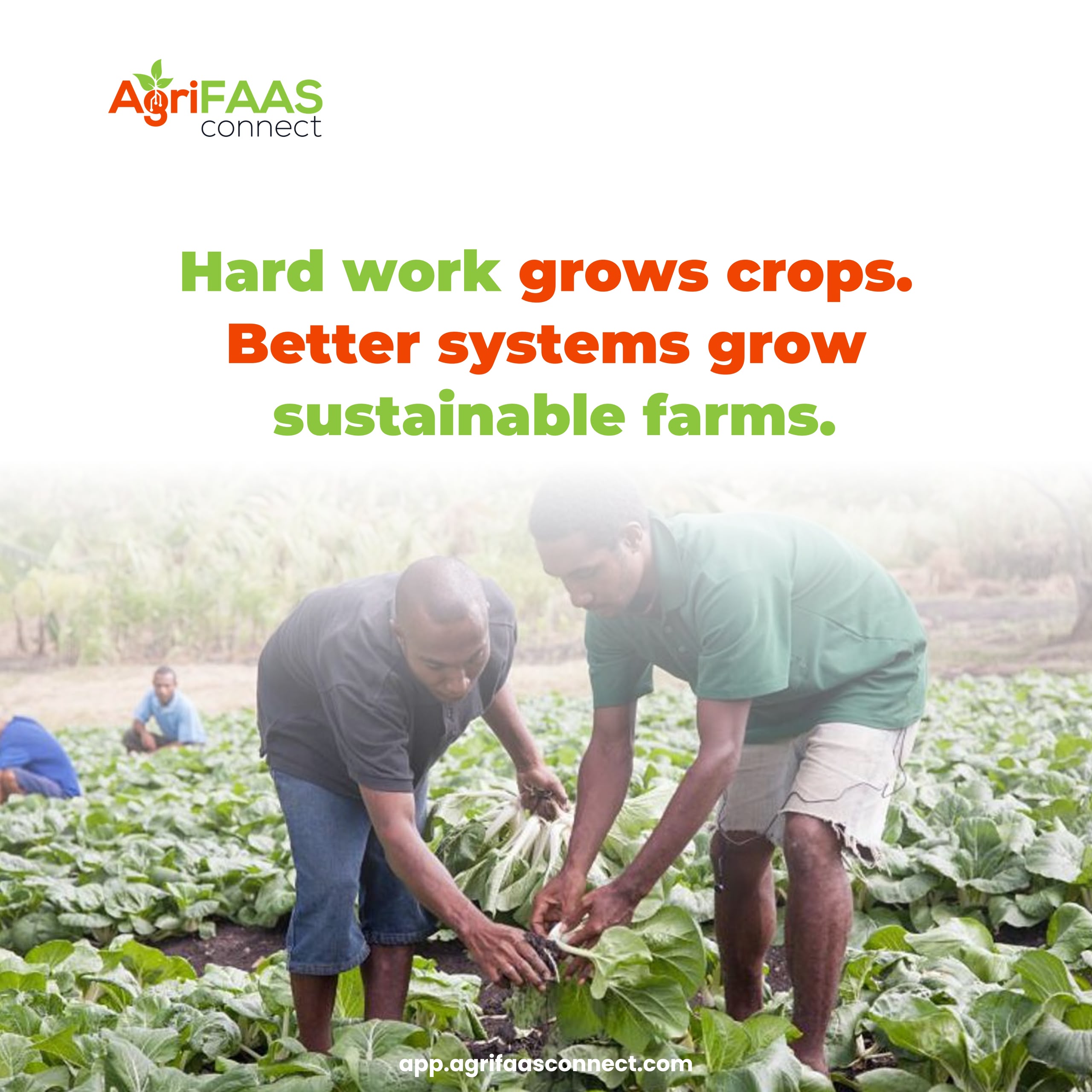 Farmers working together in a leafy green field at the Tsiame Farm Hub