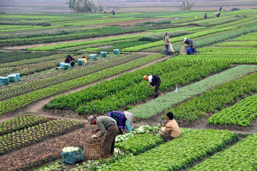 Farm in action