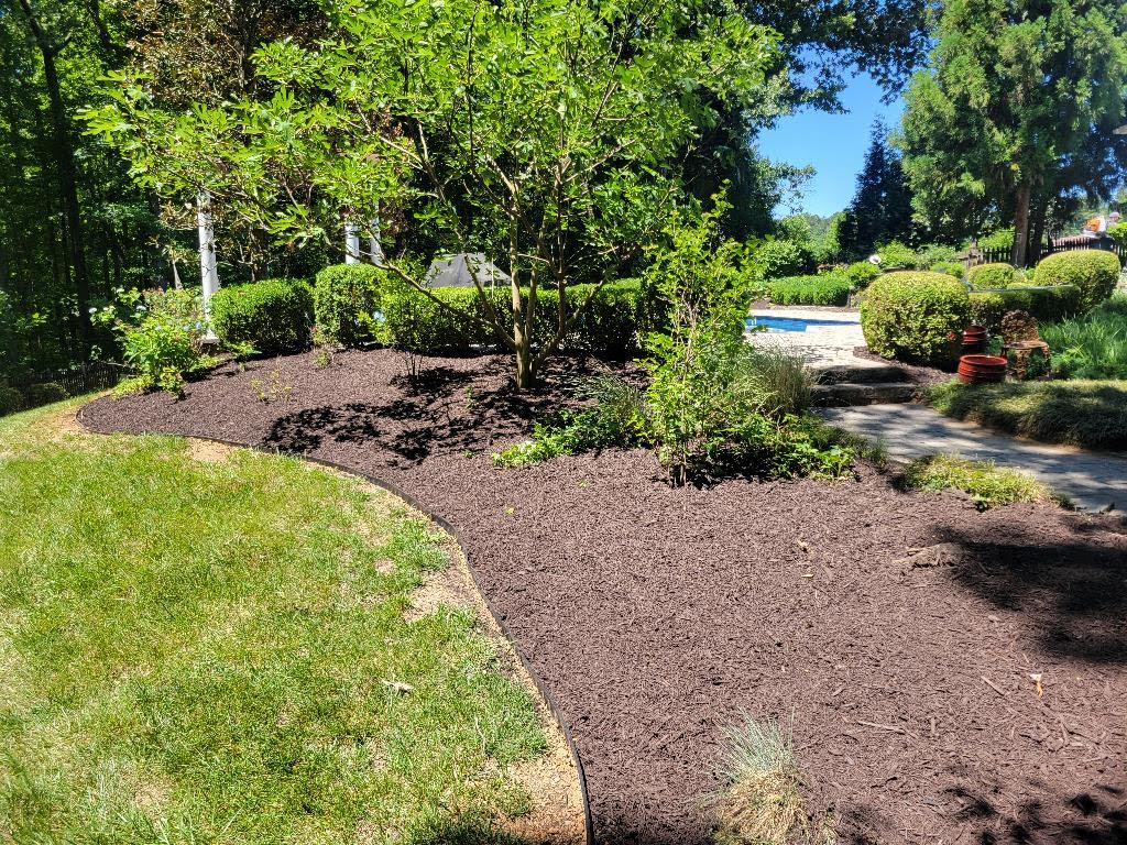 Mulched garden bed with fig tree
