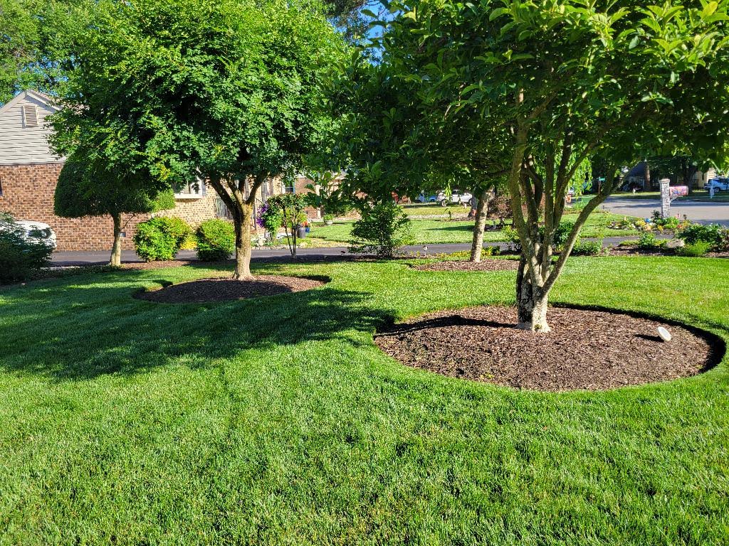 Lawn with mulch tree rings