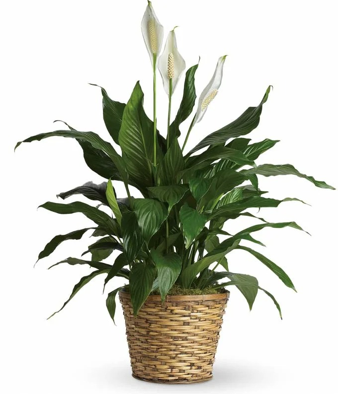 Eternal Peace Lily Plant
