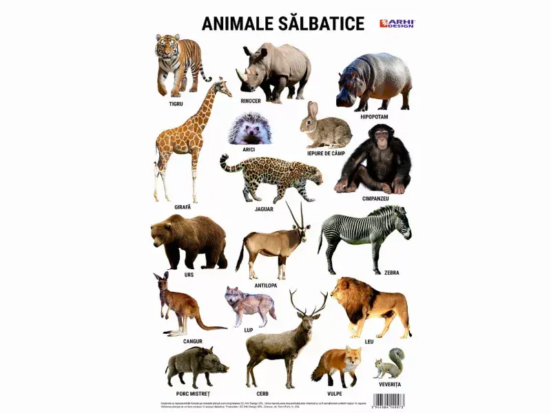 Plansa Animalele salbatice din lume A4