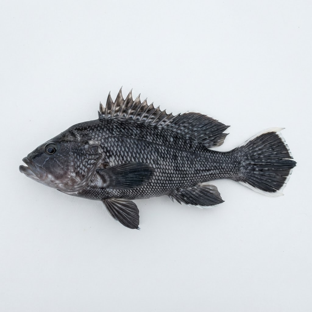 Black Sea Bass