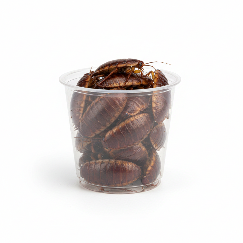 Dubia Roaches - Live Feeder Colony