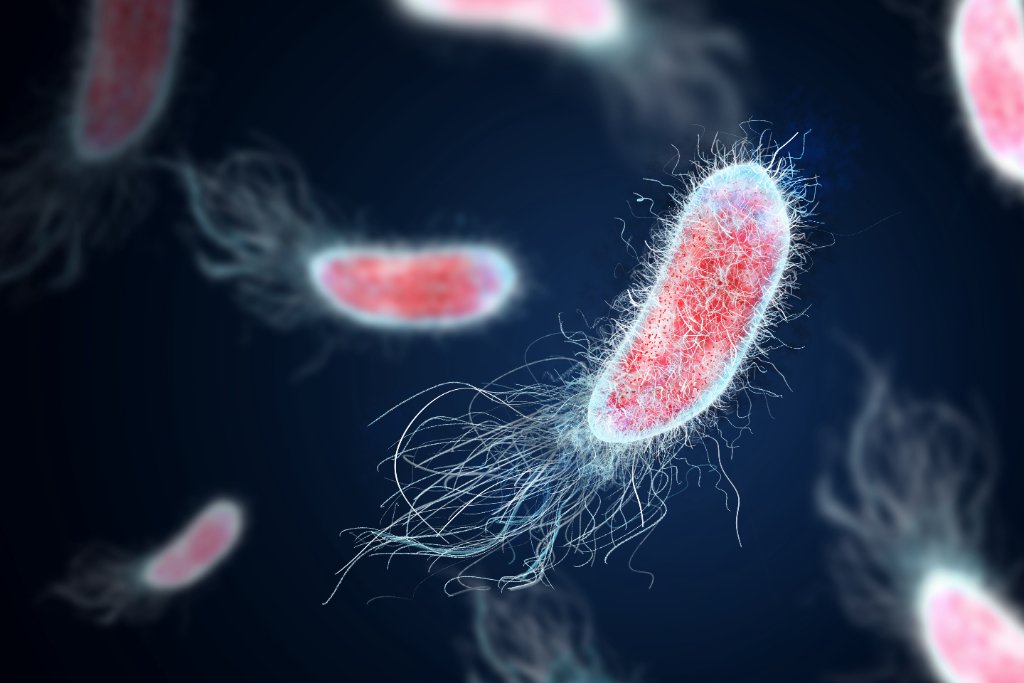 Lyme and coinfection microorganisms — bacterial pathogens