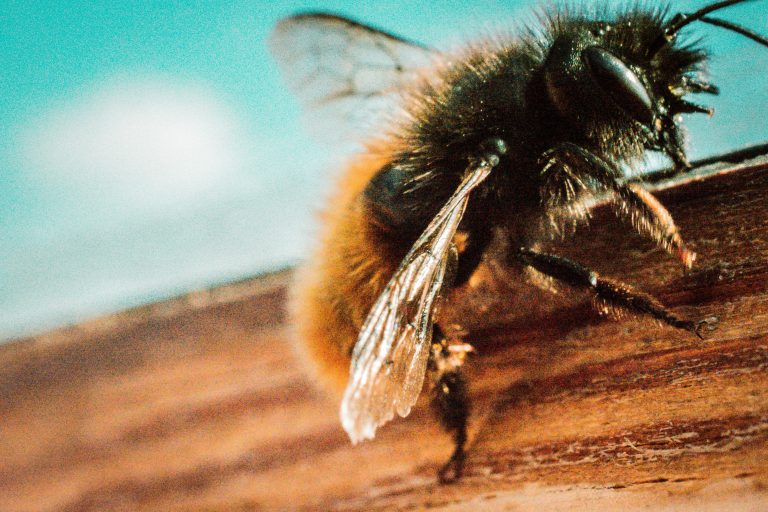 Bees & Wasps wildlife threat
