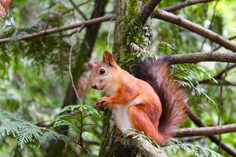 Squirrels wildlife threat