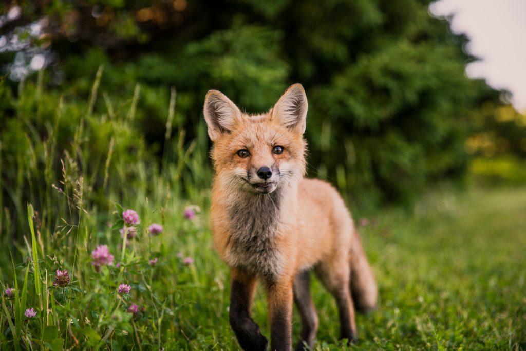 Foxes wildlife threat