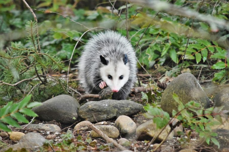 Opossums wildlife threat