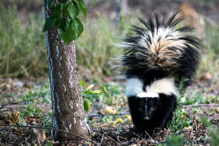 Skunks wildlife threat