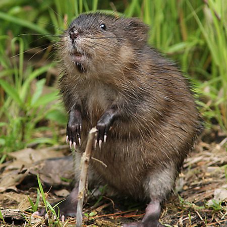 Muskrats wildlife threat