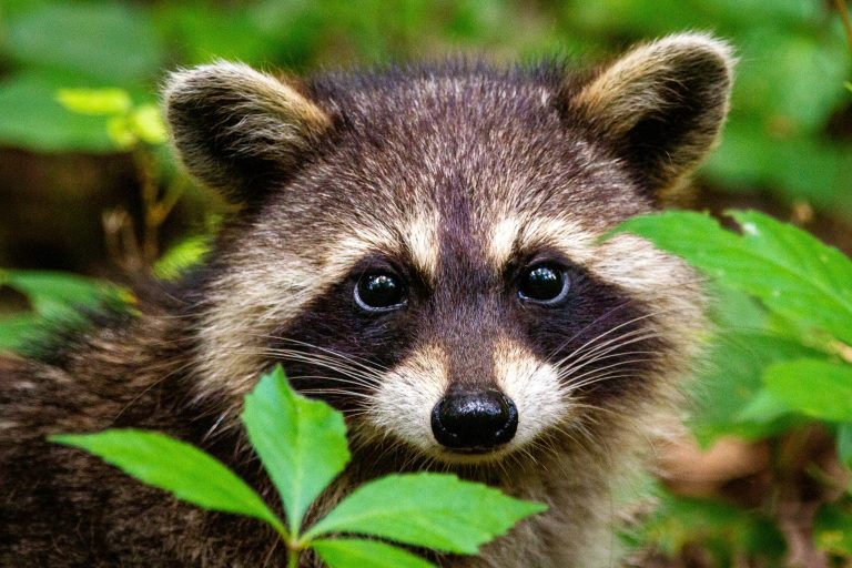 Raccoons wildlife threat