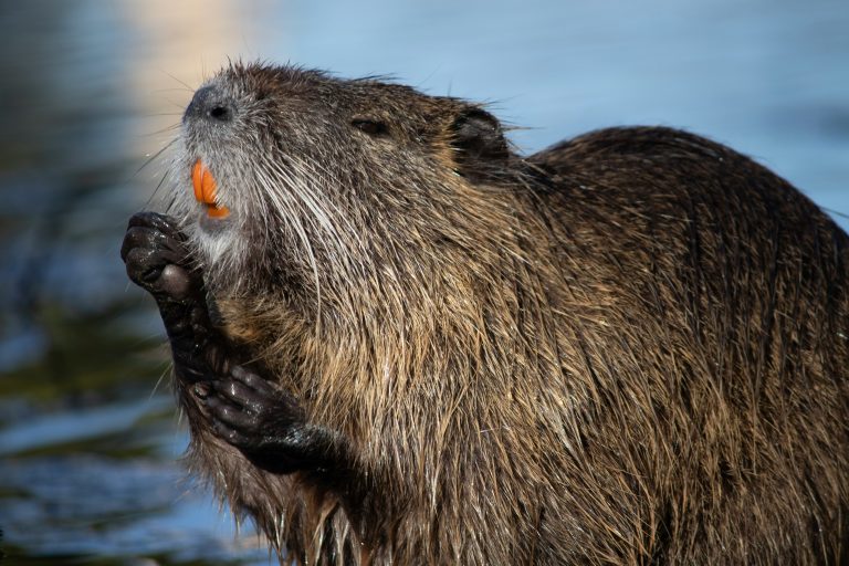 Beavers wildlife threat