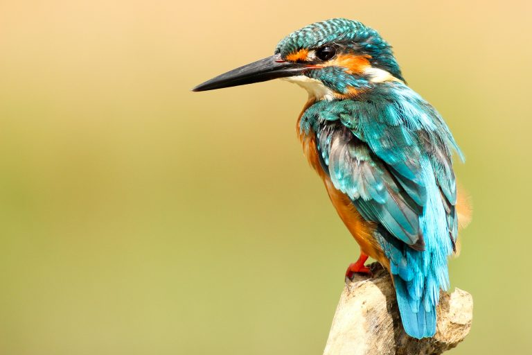 Birds wildlife threat