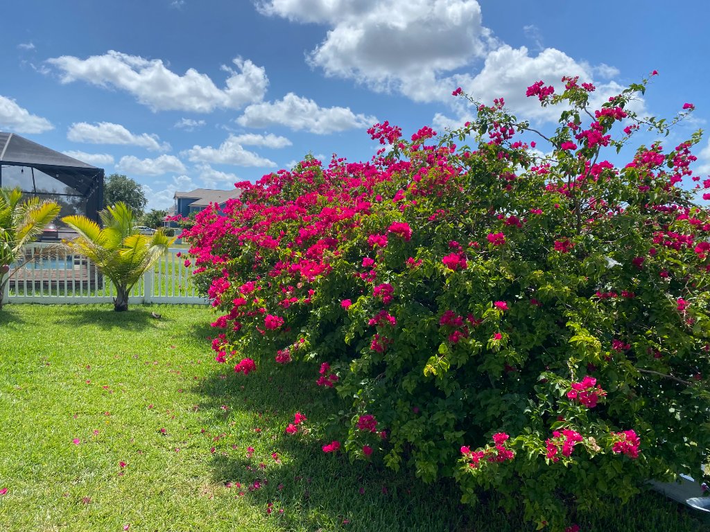 Magenta bougainvillea in full bloom with fallen petals on a manicured lawn