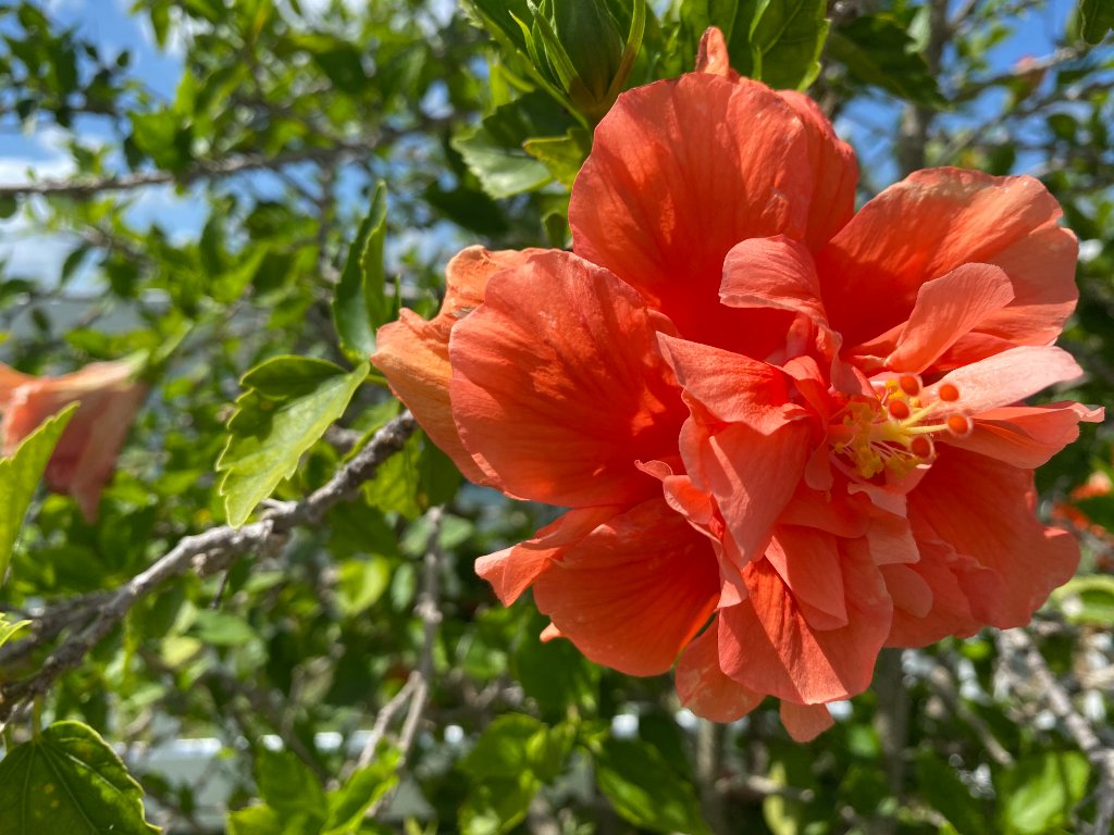 Coral-orange hibiscus flower with view of blue water through the branches