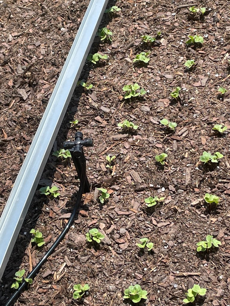 Garden soil with fresh green seedling sprouts and irrigation emitter