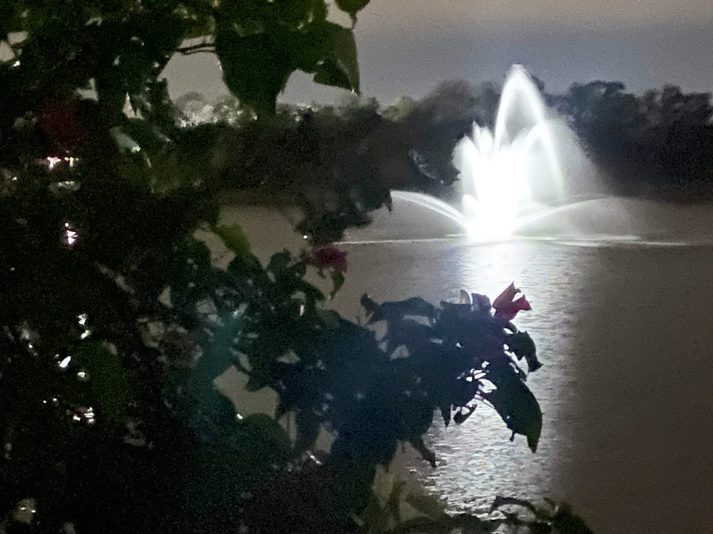 Pond fountain lit up at night, glowing white against the dark water through silhouetted bougainvillea branches