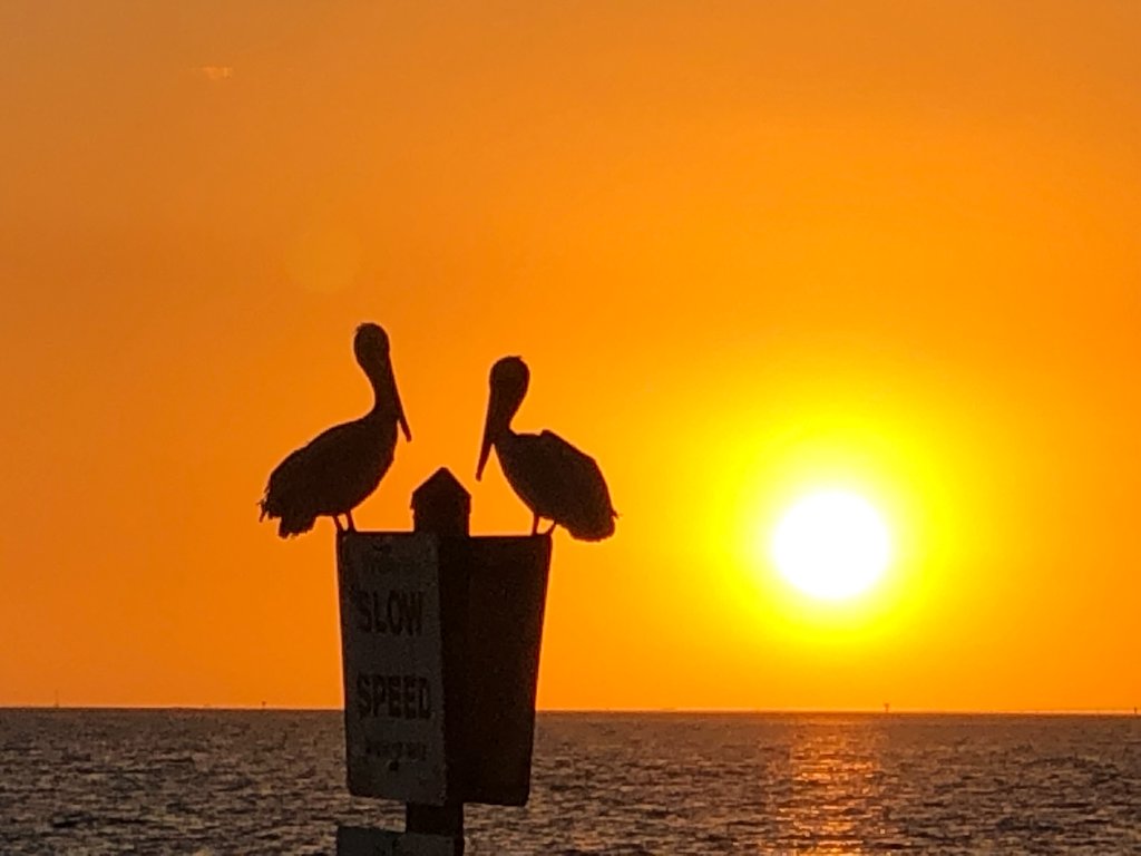 Two pelicans silhouetted on a SLOW SPEED sign against a vibrant sunset