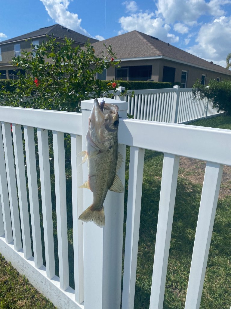 Freshwater bass caught and held against a white picket fence