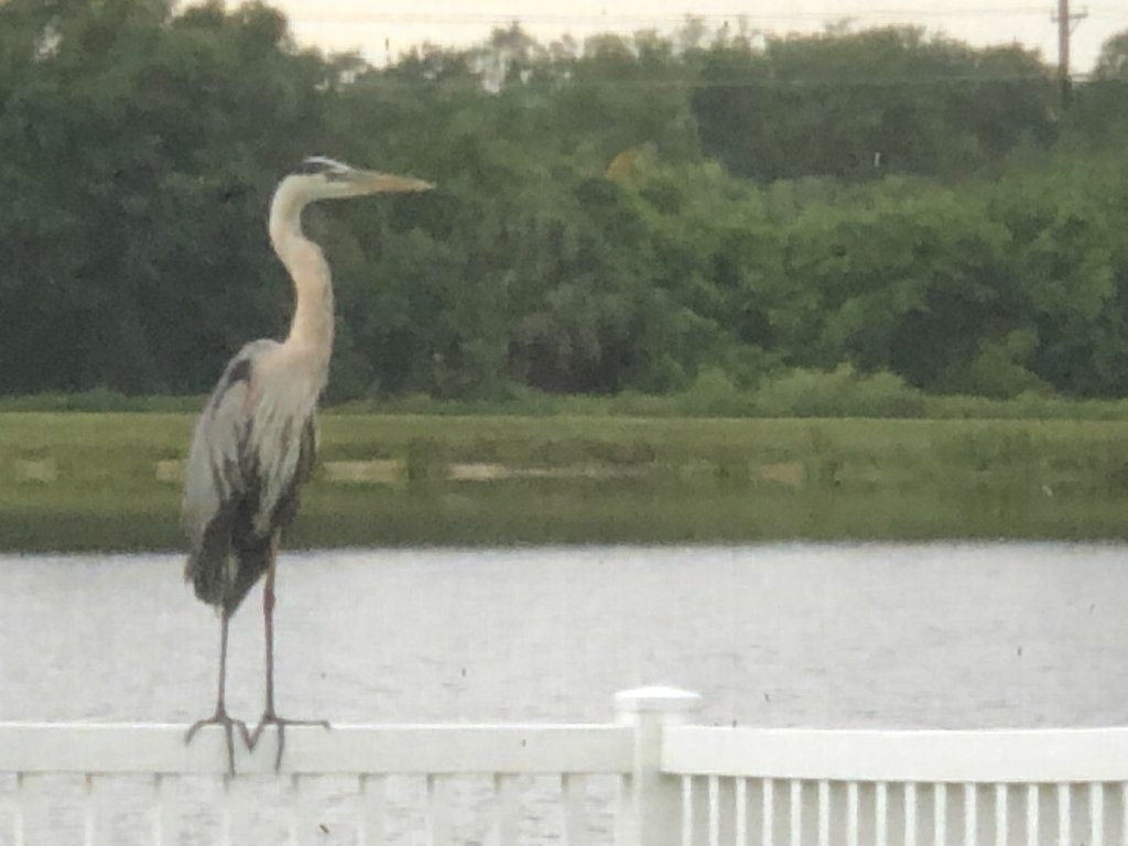 Great blue heron standing on a white vinyl fence overlooking the pond