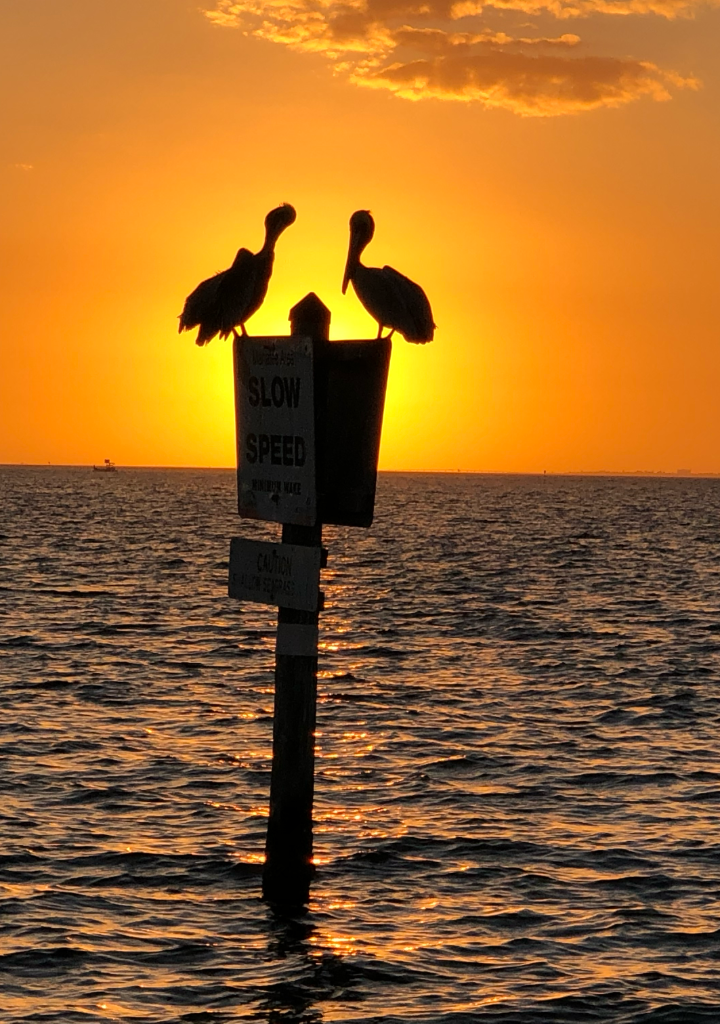 Two pelicans perched on a SLOW SPEED sign at sunset over the water
