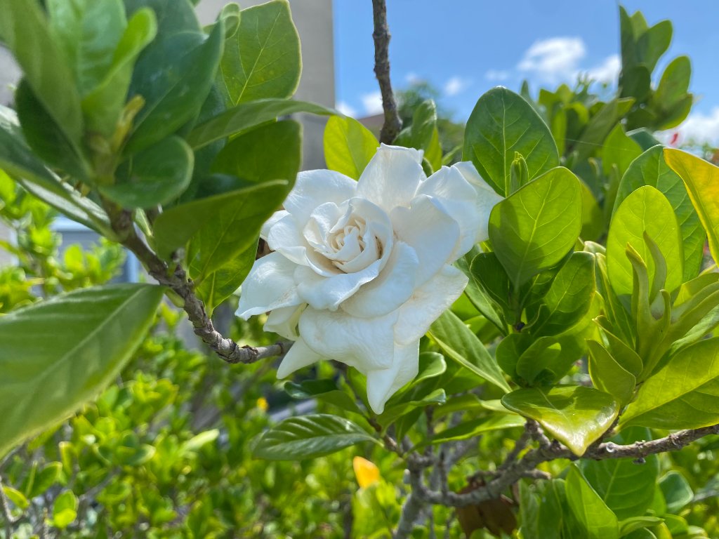 White gardenia flower in full bloom surrounded by glossy green leaves