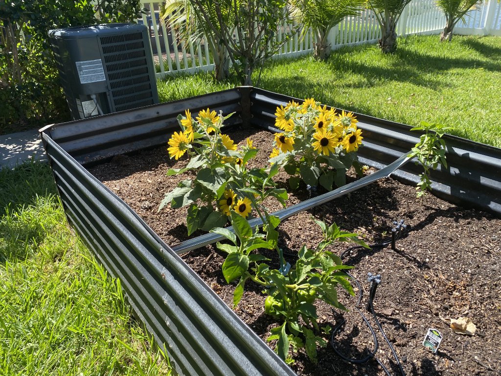 Blooming white gardenia bush with raised vegetable garden in background