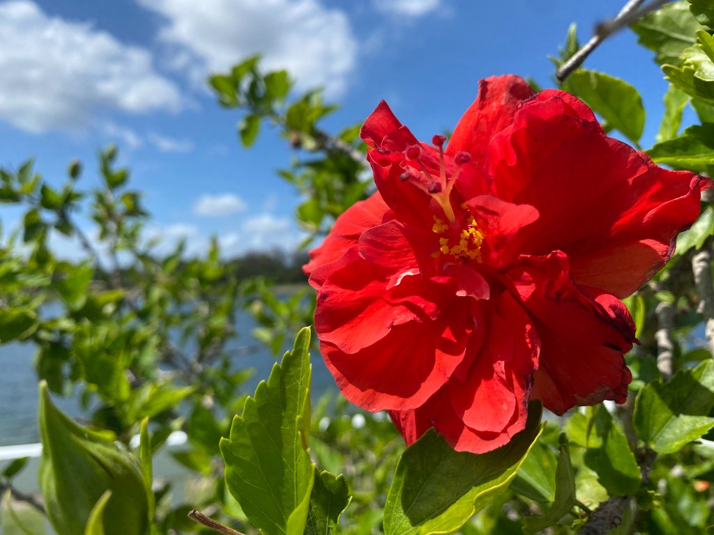 Vibrant red hibiscus flower close-up with prominent yellow stamen